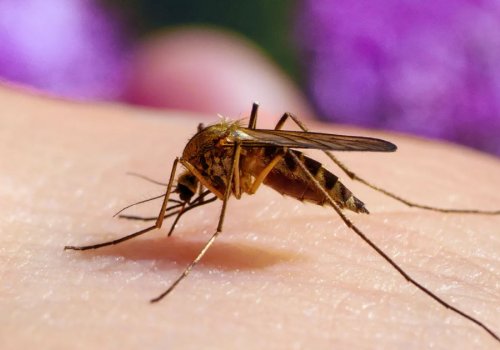 Komarci ljeti – kako se zaštititi od ovih dosadnih napasnika?