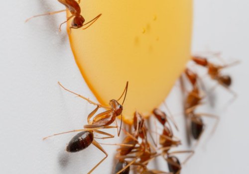 Žuti kućni mravi i šta trebate znati o njima