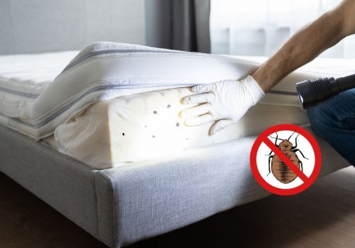 Zašto su stjenice sve ozbiljniji problem i kako ih se riješiti