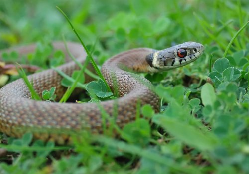 Zmije oko kuće: opasnost ili prirodna ravnoteža?